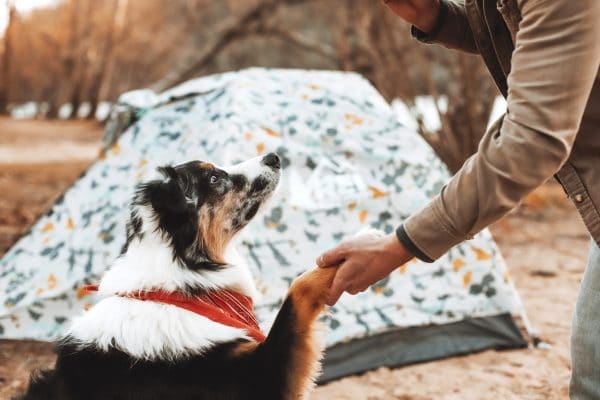 Dog Friendly Campsites